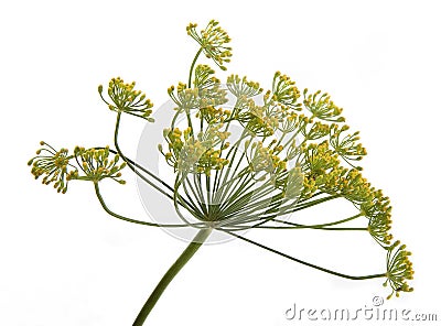 Flower of dill Stock Photo