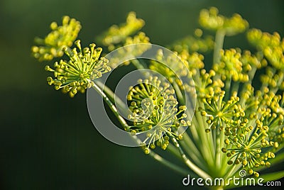 Flower dill spices growing in the garden. Stock Photo