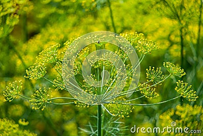Flower dill spices growing in the garden. Stock Photo
