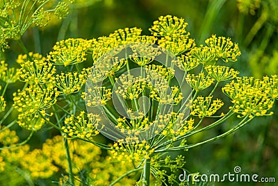 Flower dill spices growing in the garden. Stock Photo