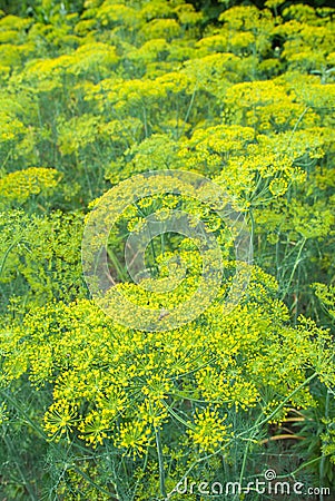 Flower dill spices growing in the garden. Stock Photo