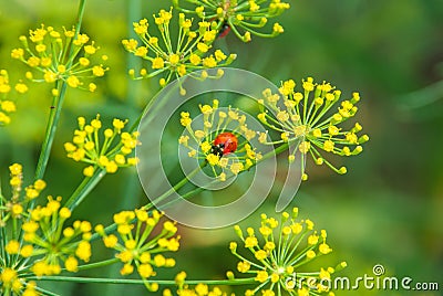 Flower dill spices growing in the garden. Stock Photo