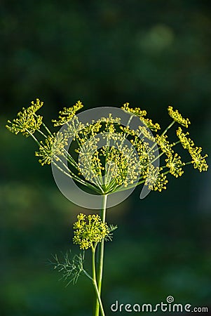 Flower dill spices growing in the garden. Stock Photo