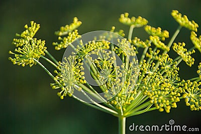 Flower dill spices growing in the garden. Stock Photo