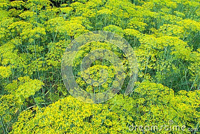 Flower dill spices growing in the garden. Stock Photo