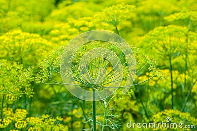 Flower dill spices growing in the garden. Stock Photo