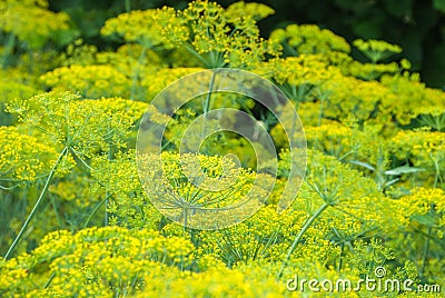 Flower dill spices growing in the garden. Stock Photo