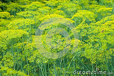 Flower dill spices growing in the garden. Stock Photo