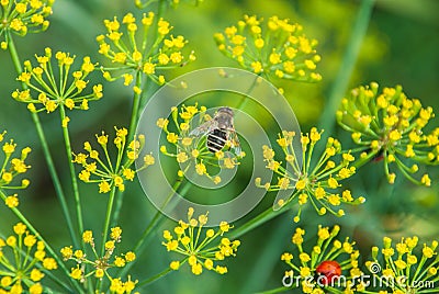 Flower dill spices growing in the garden. Stock Photo