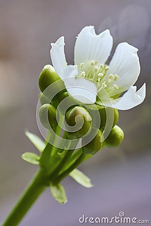 (Dionaea muscipula) is a carnivorous plant that catches and digests its prey, generally insects Stock Photo