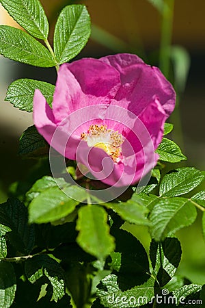 Flower of dog-rose Rosa canina growing in nature. Rosehip flower blossoming on the bush. Summer in the north Stock Photo