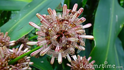 This is the flower of Dracaena fragrans Stock Photo