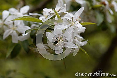 Flower of a dwarf flowering almond, Prunus glandulosa Stock Photo