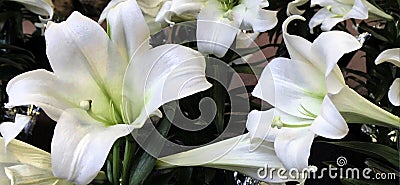 Flower, Easter Lilly, White, from both Taiwan and Ryukyu Islands Stock Photo