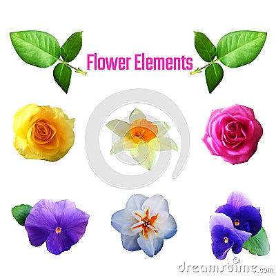 Flower element1 Vector Illustration