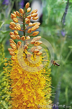 Flower Eremurus and bee in the summer Stock Photo