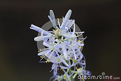 Flower Eremurus Stock Photo