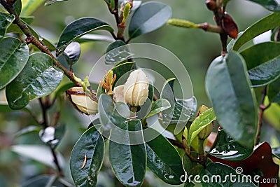 Flower of evergreen ornamental plant, banana shrub or port wine magnolia Stock Photo