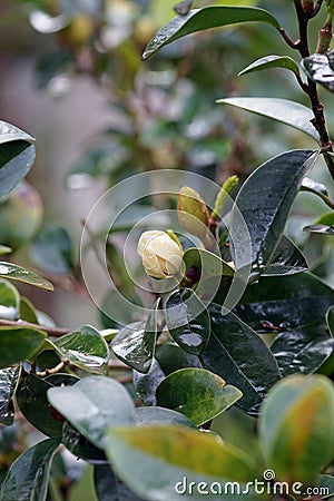 Flower of evergreen ornamental plant, banana shrub or port wine magnolia Stock Photo