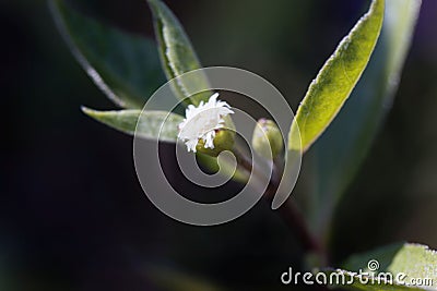 Flower of a false daisy or yerba de tago plant, Eclipta alba Stock Photo