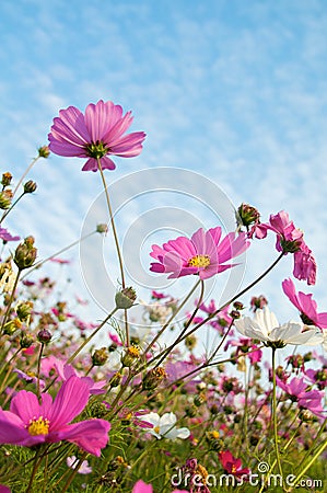 Flower farm Stock Photo