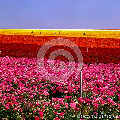 Flower Farm in California Stock Photo