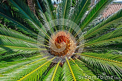 Flower of female Sago palm Stock Photo