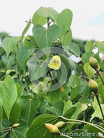 Flower of Ficus religiosa or Sacred fig or Bodhi tree or Pippala tree or Peepal tree or Ashwattha tree. Stock Photo