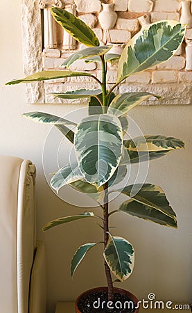 Flower ficus on the table in the white room Stock Photo