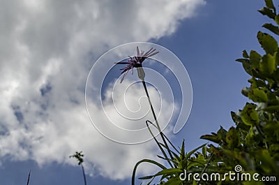 Flower Stock Photo