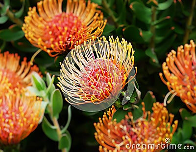 Flower Fireworks Stock Photo