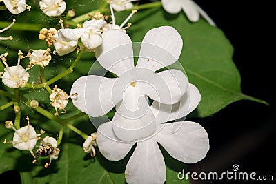 Flower with five brightly white petals on a dark background with green leaves. Macro Stock Photo