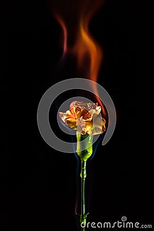 Flower in Flame Stock Photo