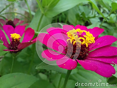 Flower in flayer green Stock Photo