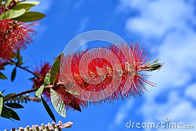 Flower of Flower of Callistemon close up in blue sky. Stock Photo