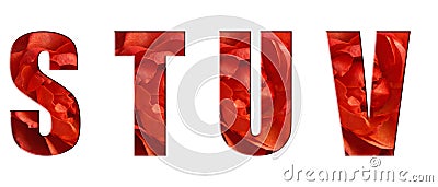 Flower font Alphabet s, t, u, v, of real live flowers, red roses. White isolated background. Collection of flora font for your Stock Photo