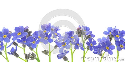 Flower forget me not Stock Photo