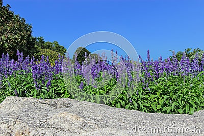 Flower fountain - Blue Salvia flower Stock Photo