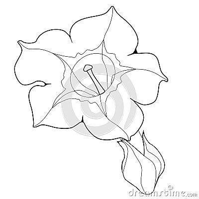 Flower Of Fragrant Tobacco. Coloringbook. Vector Illustration