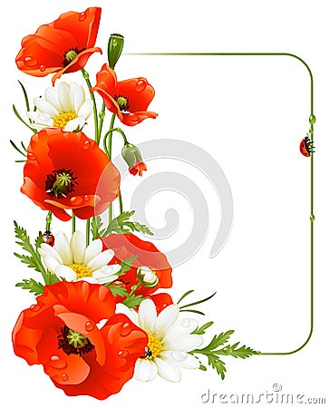 Flower frame 8. Poppy and Camomile Vector Illustration