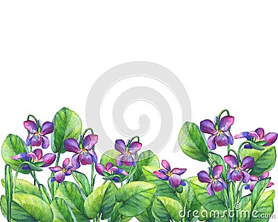 Flower frame of the Fragrant violets English Sweet Violets, Viola odorata Stock Photo