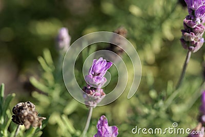 Flower of a French lavender, Lavandula dentata Stock Photo