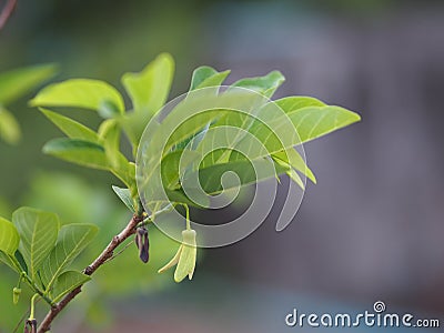 Flower fruit custard apple tree, sugar apple, sweetsop, or anon, Annona squamosa plants Annona squamosa, Annonaceae have Greenish Stock Photo