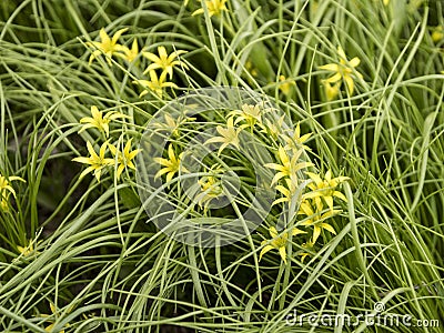 Flower the Gagea in the grass. Stock Photo