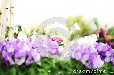 Flower garden background. Violets and purple primroses blooming Springtime. Home garden flower care. Sale of flowers in greenhouse Stock Photo