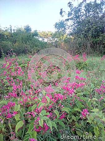 Flower Garden Stock Photo