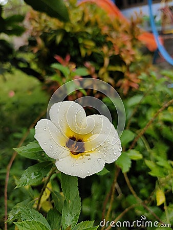 Flower in garden beautiful fress colerrful Stock Photo