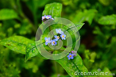 Forget-me-not Flower in Garden Stock Photo