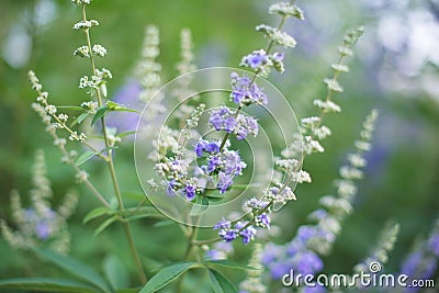 Flower Garden Chaste tree berry tree 4 Stock Photo