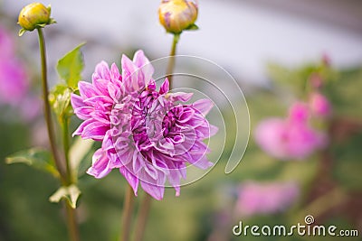 Flower Garden Dahlias 1 Stock Photo